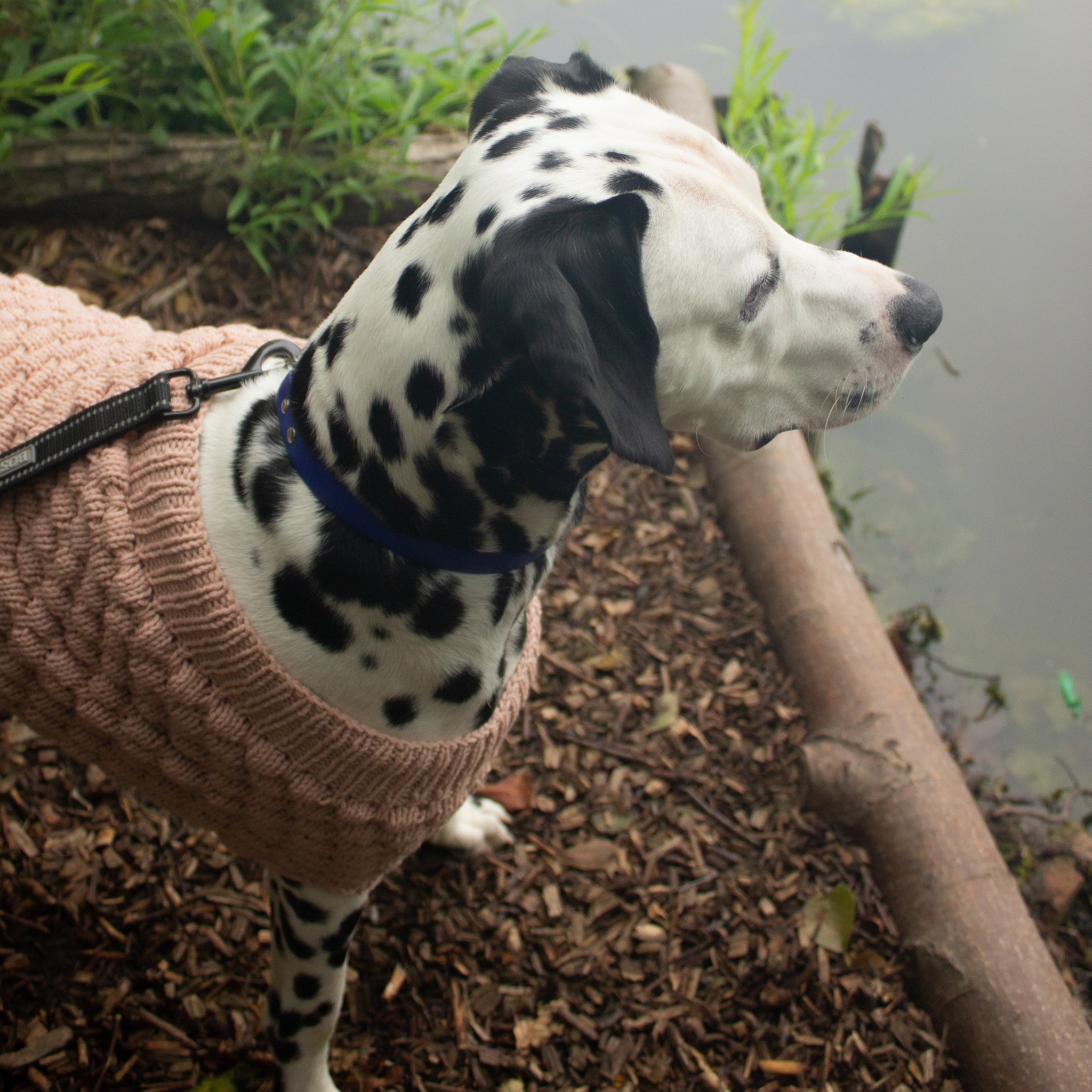 Knitted Bubble Pet Sweater Downloadable Pattern - Image 3